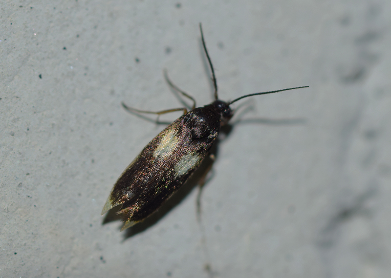 Scythris sinensis Scythrididae